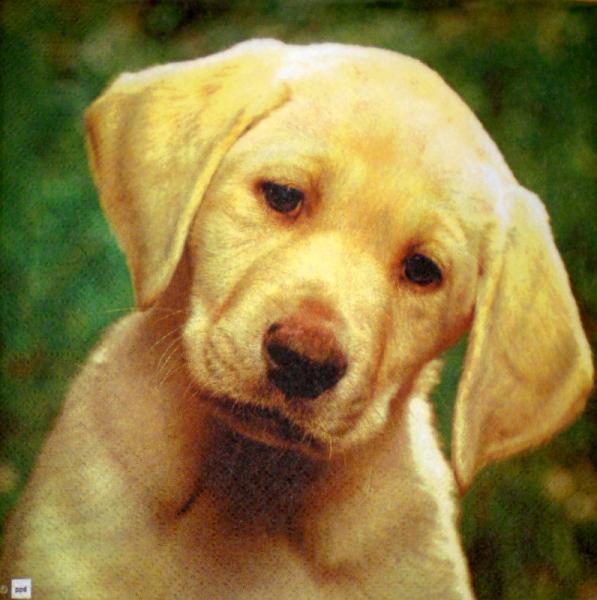006 Hunde - 3-lagig - ppd - The Image Bank